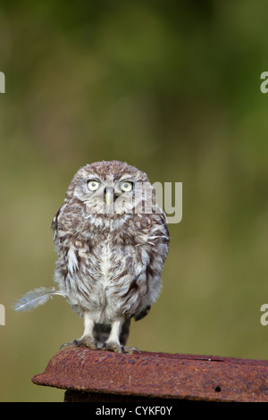 Wild civetta (Athene noctua) appollaiato sul post e vecchio arrugginito bidone di latte (aka scavando il gufo) su essex terreni agricoli nel Regno Unito Foto Stock