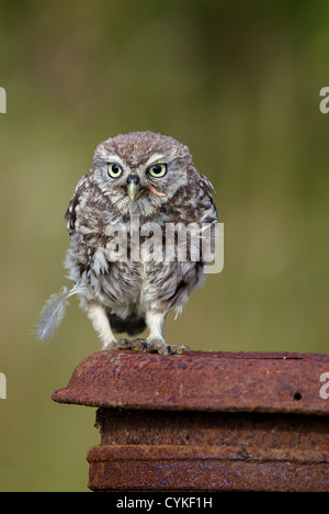 Wild civetta (Athene noctua) appollaiato sul post e vecchio arrugginito bidone di latte (aka scavando il gufo) su essex terreni agricoli nel Regno Unito Foto Stock
