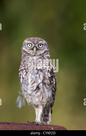 Wild civetta (Athene noctua) appollaiato sul post e vecchio arrugginito bidone di latte (aka scavando il gufo) su essex terreni agricoli nel Regno Unito Foto Stock