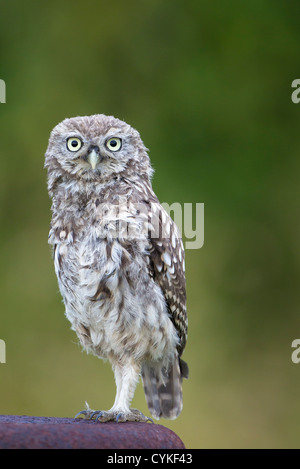 Wild civetta (Athene noctua) appollaiato sul post e vecchio arrugginito bidone di latte (aka scavando il gufo) su essex terreni agricoli nel Regno Unito Foto Stock