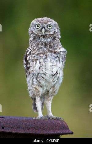 Wild civetta (Athene noctua) appollaiato sul post e vecchio arrugginito bidone di latte (aka scavando il gufo) su essex terreni agricoli nel Regno Unito Foto Stock