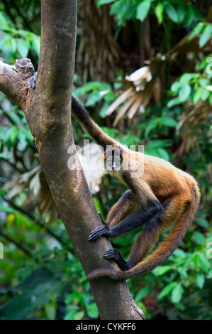 Geoffroy's spider monkey, Ateles geoffroyi, noto anche come black-consegnato spider monkey, Costa Rica. Foto Stock