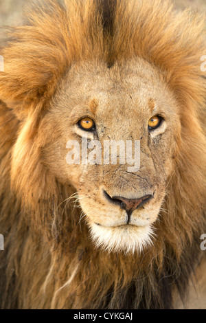 Close up di un maschio di leone in Masai Mara Kenya Foto Stock