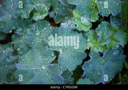 Alchemilla mollis Lady del mantello con gocce di pioggia sulle foglie Foto Stock