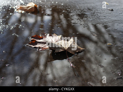 Foglie di autunno in una pozzanghera. Foto Stock