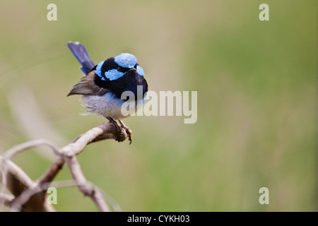 Superba fata wren, riserva naturale a Hanging Rock Victoria Australia Foto Stock