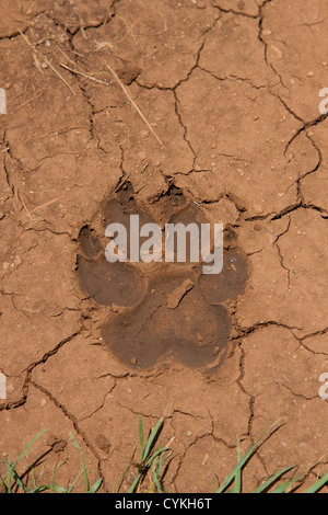 Un Lions paw print nel fango nel Masai Mara National Park, Kenya Foto Stock