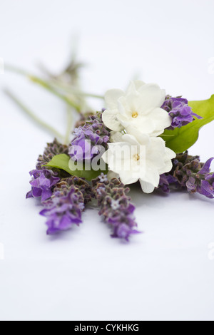 Le talee di lavanda e gelsomino su sfondo bianco Foto Stock