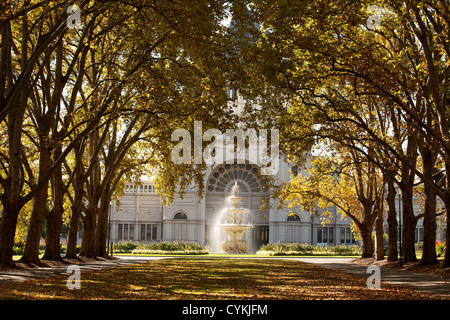 Avenue di albero presso il Royal exhibition centre, giardini Carlton Melbourne Victoria Australia gialla foglie dorate stagioni Foto Stock