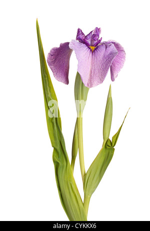 Fiori, foglie e germogli di sviluppo di un pseudata iris Foto Stock