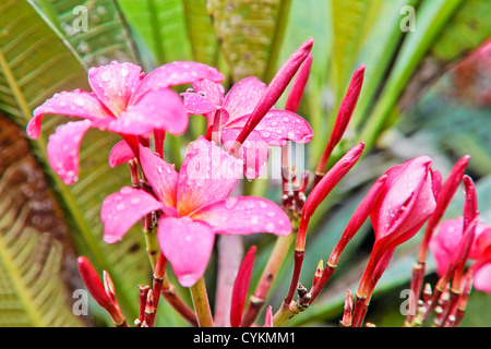 Rosa Ibisco scanalato nel giardino aiuole di fiori inzuppando nel monsone di Goa, India Foto Stock