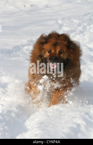 Eurasier nella neve Foto Stock