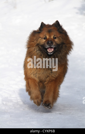 Esecuzione di Eurasier Foto Stock