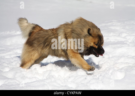 Esecuzione di Eurasier Foto Stock