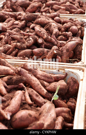 In prossimità delle casse di patate dolci Foto Stock