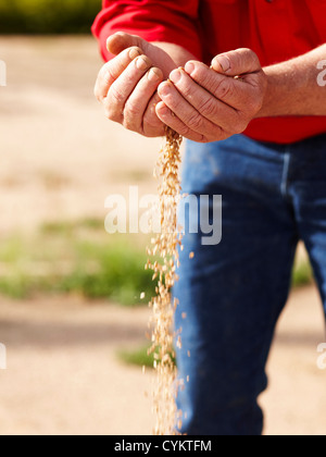 Agricoltore versando manciata di semi di orzo Foto Stock