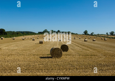 Balle di fieno nel campo di coltivazione Foto Stock