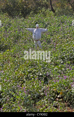 Lo Spaventapasseri in una fattoria di Pune, Maharashtra, India Foto Stock