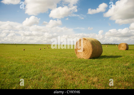 Balle di fieno nelle zone rurali del campo di coltivazione Foto Stock