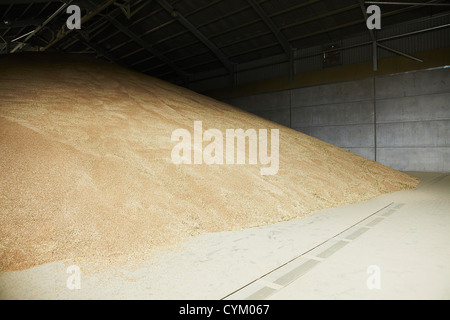 Pila di grano immagazzinato nel magazzino Foto Stock