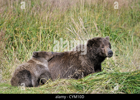 Orso grizzly madre dormire con cub. Foto Stock