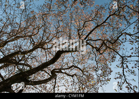 L'enorme magnolia x veitchii 'Peter Veitch' e la magnolia sargentiana a Trewidden Garden, Penzance, Cornovaglia, Regno Unito, è la più grande in Gran Bretagna Foto Stock