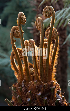 Nuova crescita su una felce di alberi (dicksonia antartide) in primavera a Trebah Garden, vicino a Falmouth, Cornovaglia, Regno Unito Foto Stock