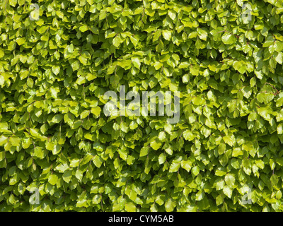 Texture di sfondo di fresche foglie verdi di una siepe di faggio in primavera Foto Stock