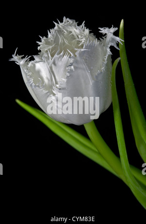 Frilled bianco Tulip Foto Stock