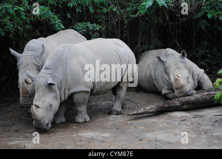 Gruppo di rinoceronti tenendo il resto in un capannone Foto Stock