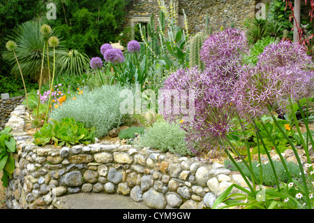 Stella della Persia Allium cristophii - Close up fiore dettaglio Foto Stock