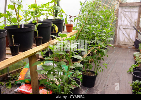 Coltivazione degli ortaggi in serra - peperoni, peperoncini e pomodori Foto Stock