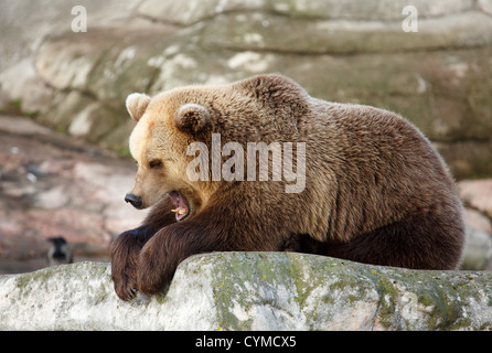 Orso sonnolenza sbadigli come tempo di sospensione è circa a venire. Foto Stock