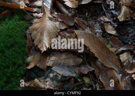 Caduto Foglie di autunno sul pavimento del bosco con il ceppo di albero e moss, bagnato, appassimento Foto Stock