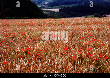 Poppies in un cornfield tra la maturazione grano vicino Pocklington Yorkshire Wolds East Yorkshire Inghilterra Foto Stock