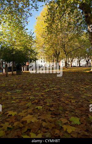 In autunno le foglie che cadono dagli alberi di moquette percorso a piedi. Foto Stock