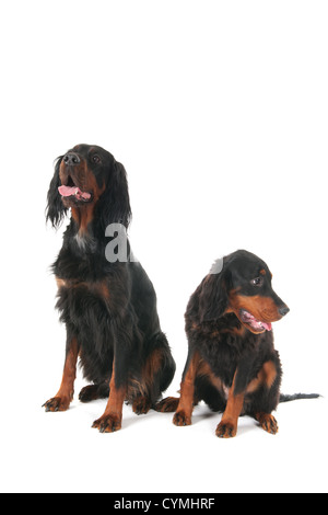 La madre e il cucciolo gordon Setter cani Foto Stock