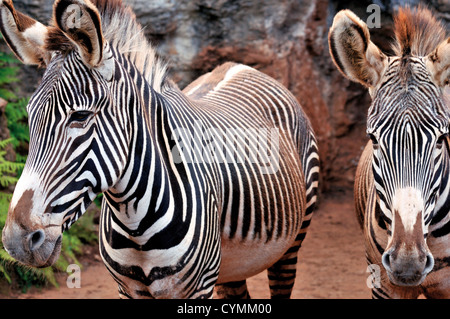 Spagna Cantabria: zebre (Equus grevy) im Tierpark Carbaceno in Kantabrien Foto Stock