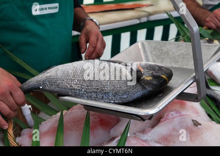 Orata su un equilibrio; Sparus auratus Foto Stock