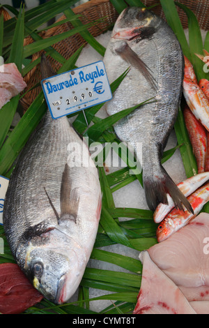 Orata; Sparus auratus Foto Stock