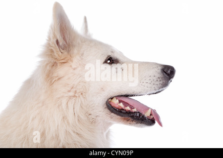 White cane pastore davanti a uno sfondo bianco Foto Stock