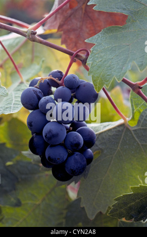 Viola lussureggiante Cabernet Sauvignon le uve per il vino rosso appendere dalla vite mentre la maturazione in Napa Valley vineyard in Napa California, Stati Uniti d'America. Foto Stock