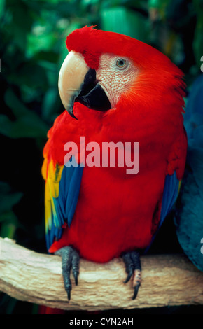 La Scarlet Macaw è originario del Sud America e la sua vibrante piume di rosso, blu e giallo lo rendono uno dei più pittoreschi pappagalli nel mondo. Foto Stock