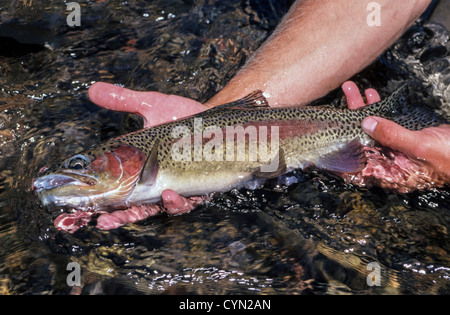 Appena pescato la trota arcobaleno è ammirato dal pescatore prima che egli rilascia nuovamente nel fiume Metolius vicino a Warm Springs nel centro di Oregon, Stati Uniti d'America. Foto Stock