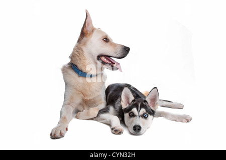 Pastore, golden retr e husky, american indian cane mix Foto Stock