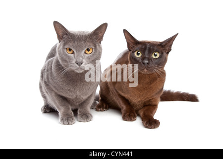 Due gatti birmani di fronte a uno sfondo bianco Foto Stock