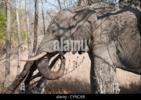 Elefante con zanne che si nutrono all'ombra Foto Stock