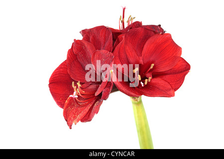 Amaryllis rosso Foto Stock