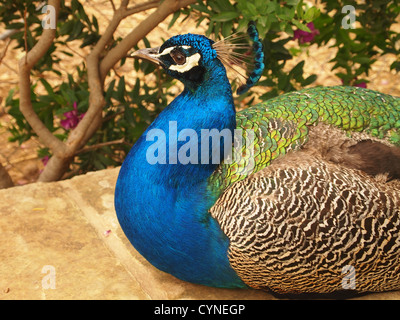 Una chiusura di Nizza peacock Foto Stock
