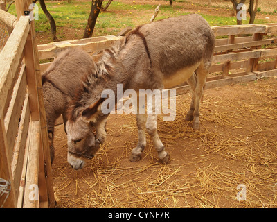 Due asini in un angolo di una recinzione Foto Stock